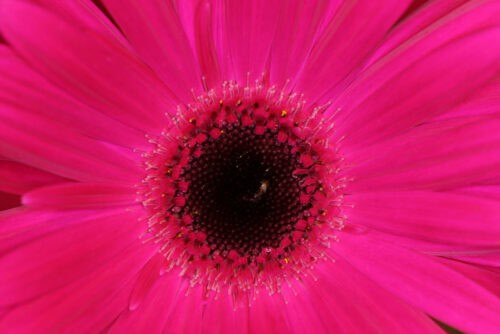 A tight macro shot of a pink gerbera flower